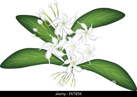 Belle fleur, une illustration de la belle White Gardenias commun ou Cape Fleurs de jasmin sur Vert feuilles isolées sur fond blanc B Illustration de Vecteur