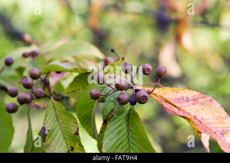 Sorbus meliosmifolia. Les baies rouge-brun à l'automne. Banque D'Images