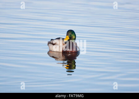 Canard colvert, Anas platyrhynchos, homme natation, Banque D'Images