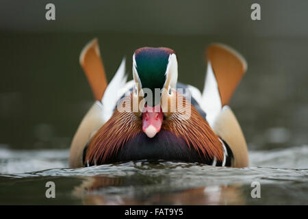 Gros plan frontal du mâle nageant Mandarin Duck / Mandarinente ( Aix galericulata ), point de vue extra bas, faune, Europe. Banque D'Images