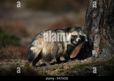 Le chien viverrin / Marderhund ( Nyctereutes procyonoides ) en fourrure d'hiver se tient à côté d'un arbre, regarde en arrière dans l'appareil photo. Banque D'Images