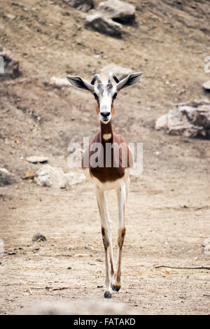 La gazelle dama mhorr Nanger dama () Banque D'Images