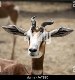 Portrait d'une femme gazelle dama dama mhorr (Nanger) Banque D'Images