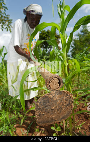 Le désherbage agricultrice kenyan dans sa parcelle de maïs, à l'aide d'une pioche. Au Kenya. Banque D'Images