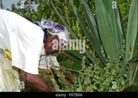 Dame kenyane feuilles cueillette d'un agave à faire à partir de la corde de manière traditionnelle. Au Kenya. Banque D'Images