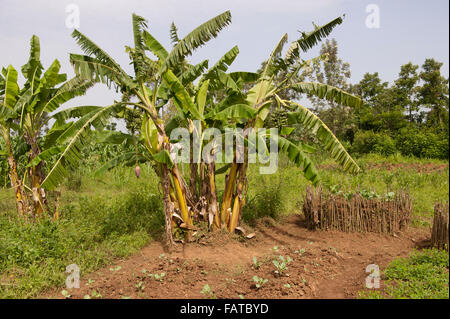 Plant de banane avec des fruits et des semences. Au Kenya. Banque D'Images