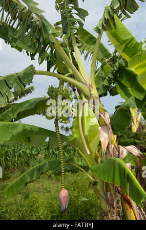 Plant de banane avec des fruits et des semences. Au Kenya. Banque D'Images