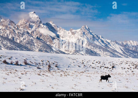 Un orignal femelle promenades dans la neige en face du Teton Mountains à Grand Teton National Park, Wyoming. Banque D'Images