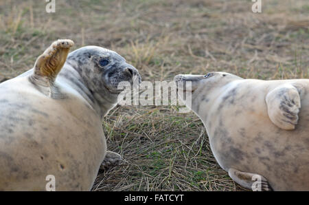 Phoques gris au Donna Nook Seal Sanctuary dans le Lincolnshire Banque D'Images