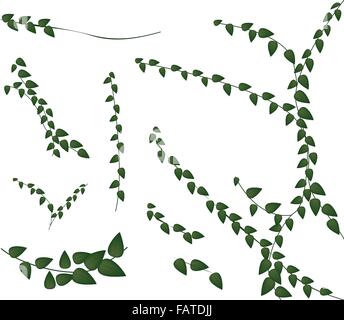 Concept écologique, une illustration Collection de différents style de Ficus pumila ou rampante de la feuille verte Plante Mur isolé sur Whi Illustration de Vecteur