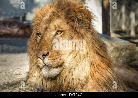 Portrait d'un homme lion Banque D'Images