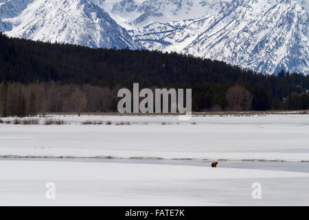 Un cub de grizzli # 610 de Grand Teton National Park est sur les rives de la rivière Snake le long d'Oxbow Bend. Banque D'Images