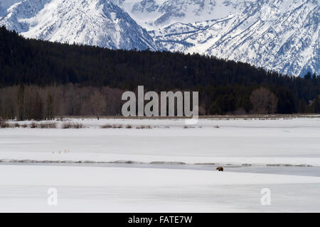 Un cub de grizzli # 610 de Grand Teton National Park est sur les rives de la rivière Snake le long d'Oxbow Bend. Banque D'Images