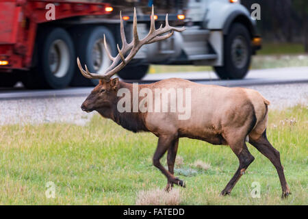 Le Wild Bull Elk traversant la route du Parc National de Jasper Alberta Canada Banque D'Images