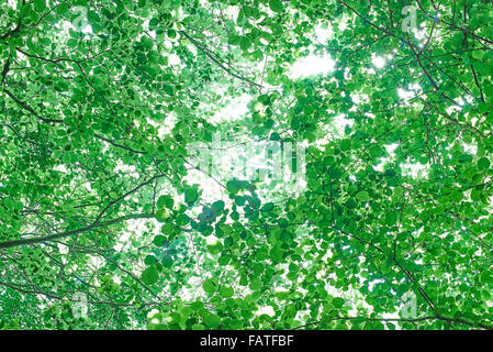 Motif de fond de légumes verts rameaux des arbres en été Banque D'Images