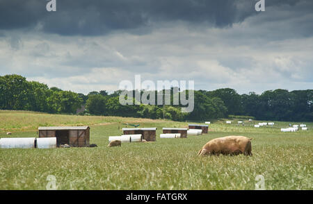 Free Range Farm cochon porc organique avec abris Banque D'Images