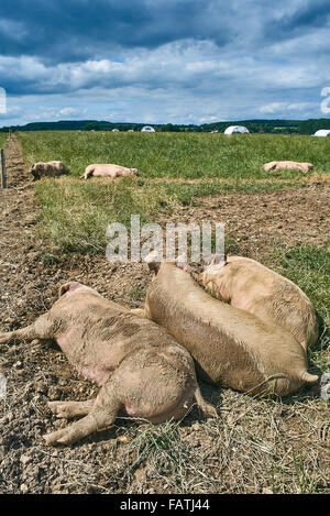 Gamme de porcs biologiques s'étendre dans un champ d'herbe à l'extérieur en été Banque D'Images