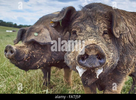 Close up Head shot of free range les porcs dans un champ d'herbe Banque D'Images