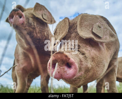 Close up Head shot of free range les porcs dans un champ d'herbe Banque D'Images