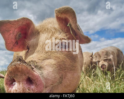 Close up Head shot of free range les porcs dans un champ d'herbe Banque D'Images