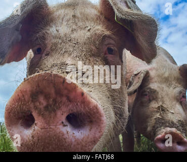 Close up Head shot of free range les porcs dans un champ d'herbe Banque D'Images