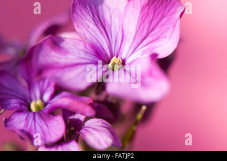 Plan macro sur une fleur de l'honnêteté avec un fond de couleur Banque D'Images