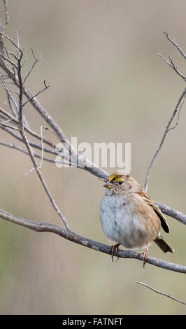 Bruant à couronne dorée, Zonotrichia atricapilla Banque D'Images