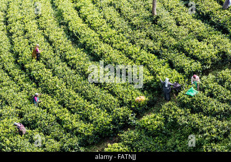 Tamil women picking plateau à thé près de Hatton, au Sri Lanka. Voir à partir de la colline au-dessus montre des rangées de plants de thé Banque D'Images