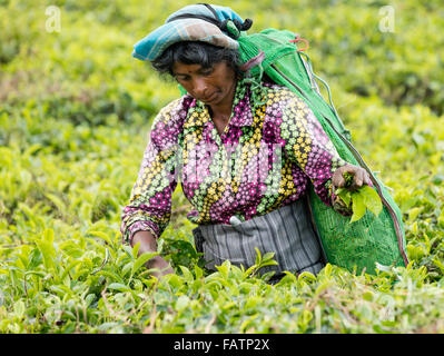 Femme tamoule picks plateau à thé près de Hatton, au Sri Lanka Banque D'Images