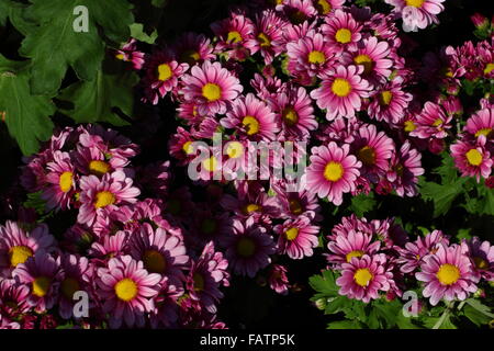 Plein épanouissement chrysanthème fleurs du jardin Banque D'Images