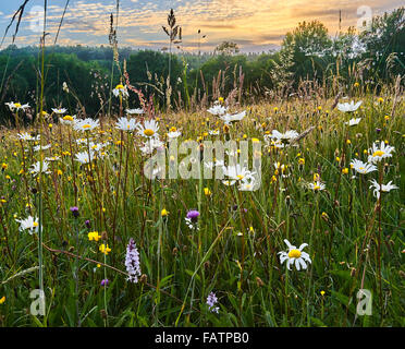 Hay Meadow de l'ancienne, promenade Sussex Weald en fleur Banque D'Images