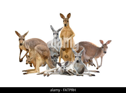 Groupe de kangaroo isolé sur fond blanc Banque D'Images