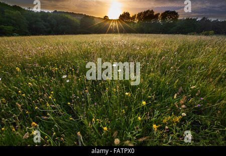 Hay Meadow de l'ancienne, promenade Sussex Weald en fleur Banque D'Images