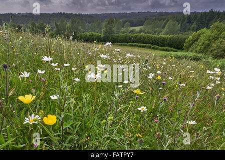 L'ancienne riche en espèces de prairie neutre dans la prairie High Weald de Sussex à Rocks Farm Banque D'Images