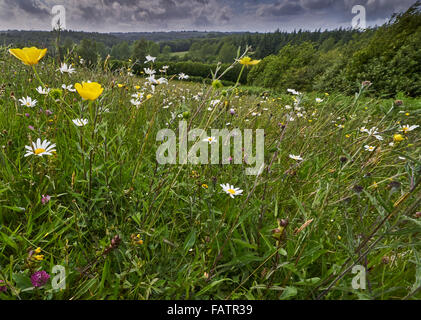 L'ancienne riche en espèces de prairie neutre dans la prairie High Weald de Sussex à Rocks Farm Banque D'Images