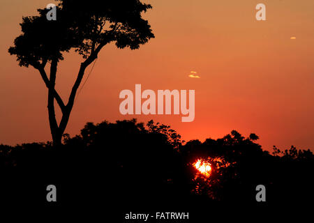 Coucher du soleil dans l'Amazone. Photo : Danilo Mello Banque D'Images