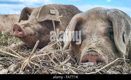 Deux porcs en liberté se coucher avec la tête en appui sur le sol Banque D'Images