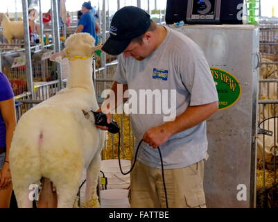 Le participant tond un bélier pour l'exposition dans la grange des moutons à la foire de l'État du Delaware Banque D'Images