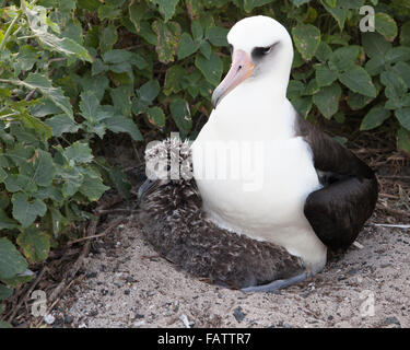 Laysan Albatross (Phoebastria immutabilis) parent couvant grand poussin devenir trop grand pour le nid dans Papahanaumokuakea Marine National Monument Banque D'Images