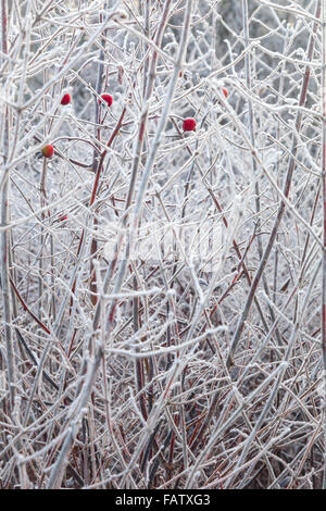 Cynorrhodons rouge sur blanc givré branches Banque D'Images