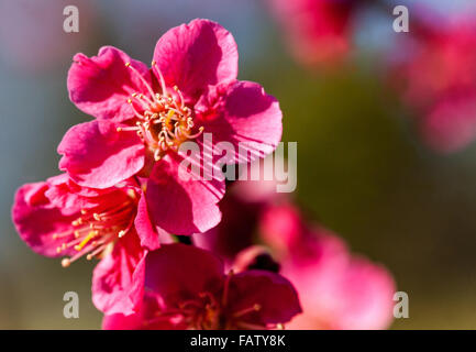 Prunus mume Beni Chidori fleurs abricot japonais gros plan fleur Banque D'Images