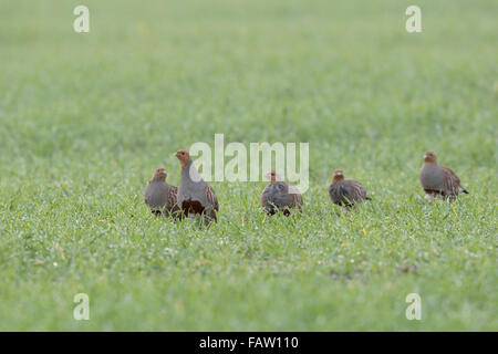 Groupe attentif de perdrix grise (Perdix perdix ) marcher sur un terrain vert de blé d'hiver, tôt le matin. Banque D'Images