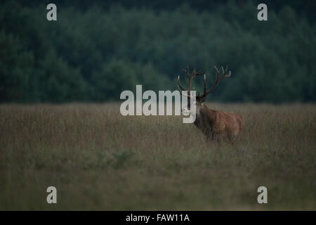 Red Deer / Rothirsch ( Cervus elaphus ) dans l'environnement naturel, à l'aube. Banque D'Images