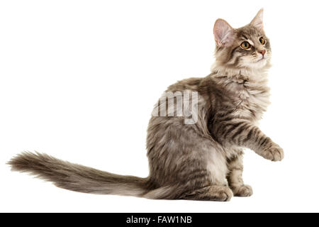 Norwegain forest cat kitten portrait isolé sur fond blanc Modèle Libération : N° des biens : Non. Banque D'Images