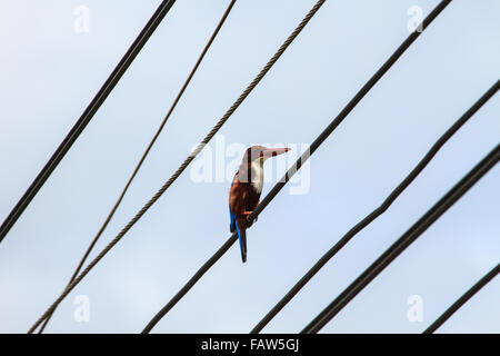Kingfisher Oiseaux assis sur les lignes d'énergie électrique plus de ciel clair Banque D'Images