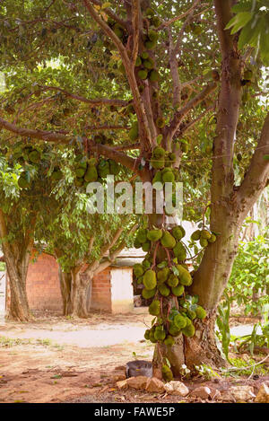 Jackfruit tree plein de fruits. Banque D'Images