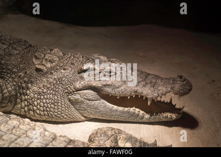 En crocodile Chongqing zoo en Chine. Banque D'Images