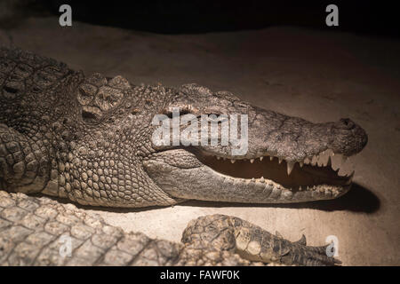 En crocodile Chongqing zoo en Chine. Banque D'Images