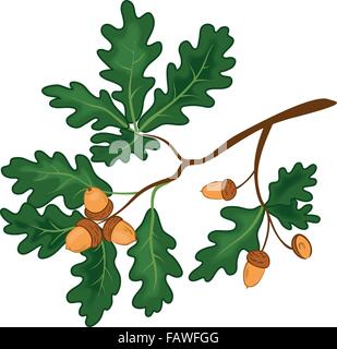 Branche de chêne avec des feuilles et des glands Illustration de Vecteur