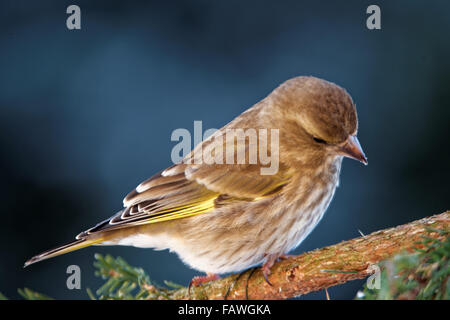 Verdier (Chloris chloris) est une espèce de passereau de la famille. Banque D'Images